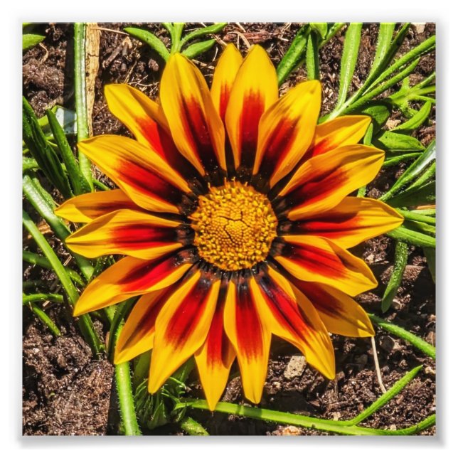 Impressão de fotografia Floral 1 (Frente)