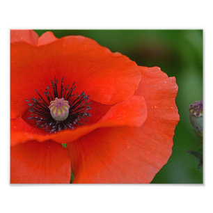 Impressão de Fotografia Gorda Poppy