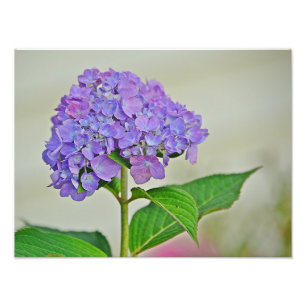Impressão de Fotografia Hydrangea