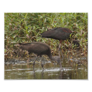 Impressão De Fotografia Ibis Com Largura