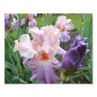 Impressão de Fotografia Iris 10"x8" rosa