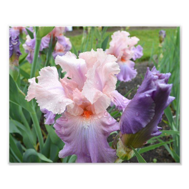 Impressão de Fotografia Iris 10"x8" rosa (Frente)