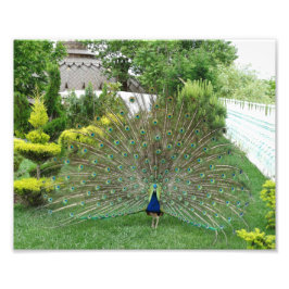 Impressão de Fotografia Peacock