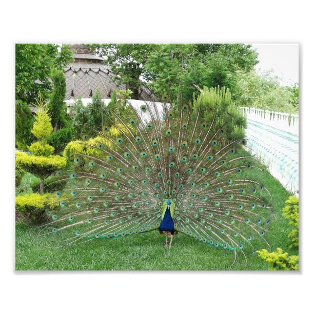 Impressão de Fotografia Peacock (Frente)