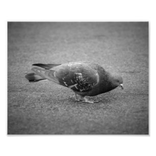Impressão de Fotografia Pigeon