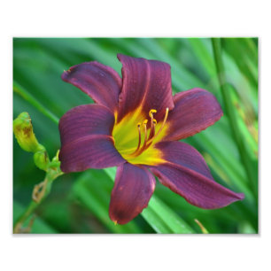 Impressão de Fotografia Purple Daylily
