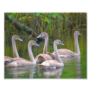 Impressão de Fotografia Swan