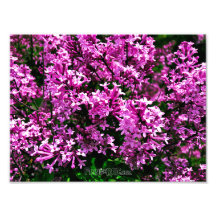 Impressão de Fotografia (Tamanho Exato) - Lilases 