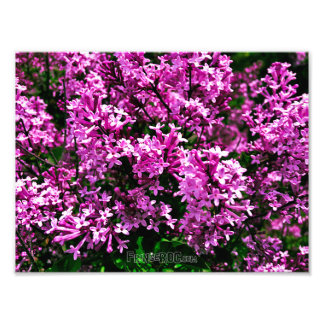 Impressão de Fotografia (Tamanho Exato) - Lilases