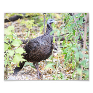 Impressão de Fotografia Wild Turkey