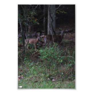 Impressão de Fotografias de Amigos