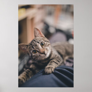 Impressão de Fotografias de Tabby