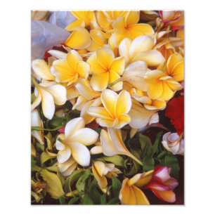Impressão de Fotografias Frangipani