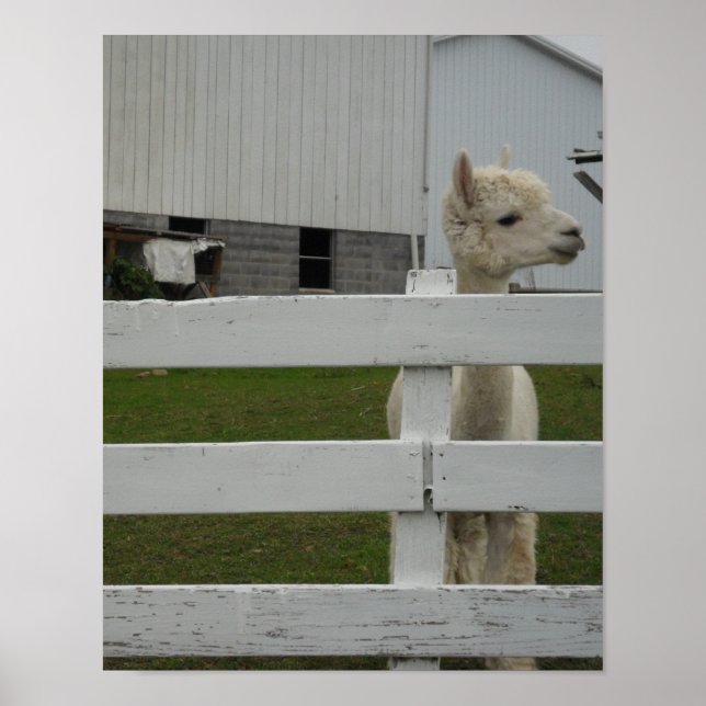 Impressão de fotos (Frente)