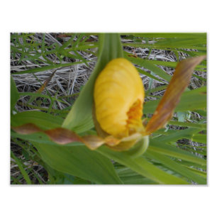 impressão de fotos 8,5x11