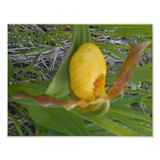 impressão de fotos 8,5x11