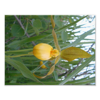 impressão de fotos 8,5x11