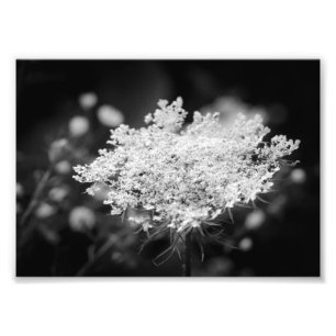 Impressão de Fotos das Flores de Lace B&W da Rain
