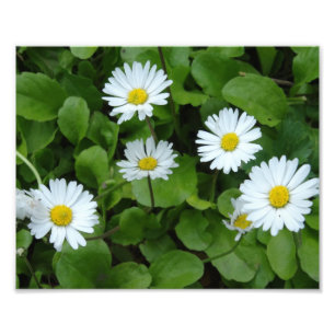 Impressão de Fotos de Flores Brancas