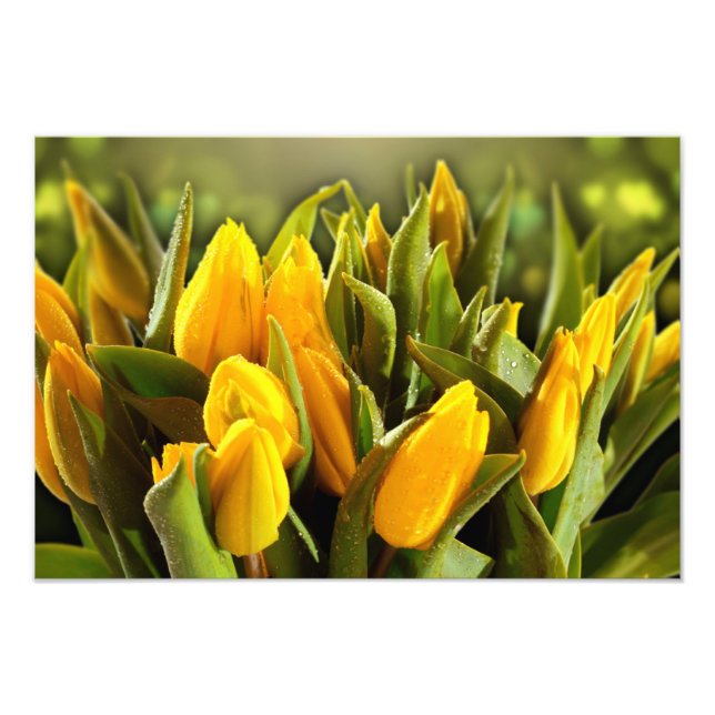 Impressão de Fotos de Tulipas Amarelas (Frente)