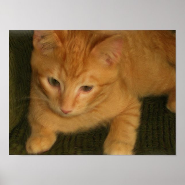 Impressão de fotos do gatinho (Frente)