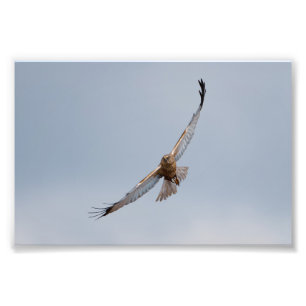 Impressão de fotos harrier do pântano ocidental