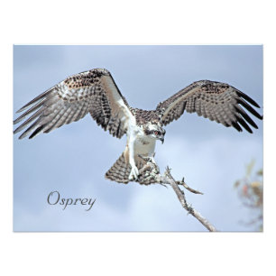 Impressão de Fotos Osprey