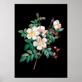 Impressão de fundo preto rosa branco