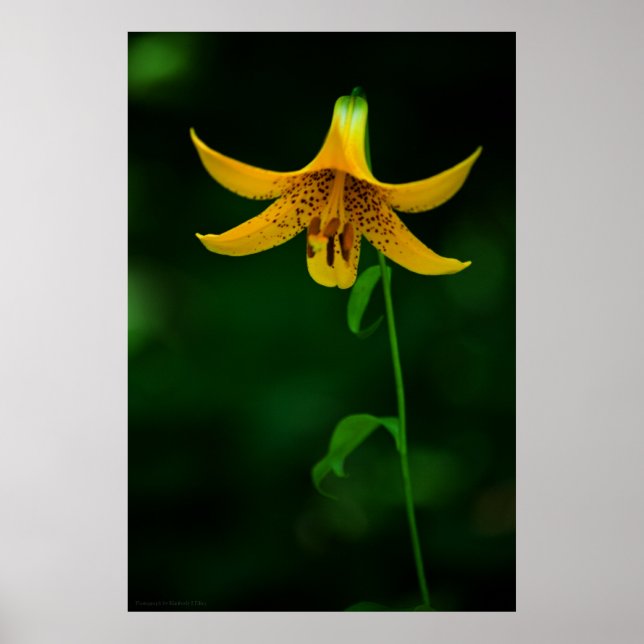 Impressão de ganha de estrela (Frente)