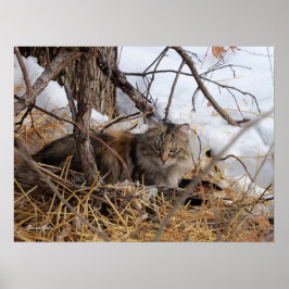 Impressão de Gato Feral de Bosque de Inverno