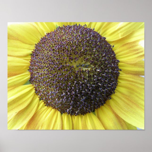 Impressão de Girassol Amarelo (Frente)