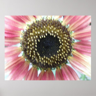 Impressão de girassol rosa bonito