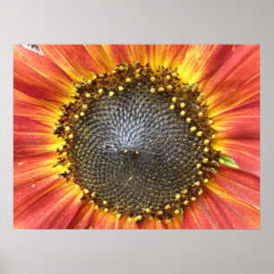 Impressão de girassol vermelho e amarelo