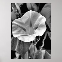 Impressão de Glória B & W da Manhã
