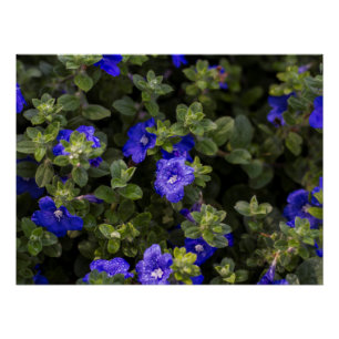 Impressão de Glória da Manhã Azul