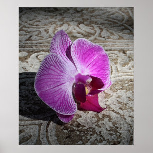 Impressão de gráfico Orchid Phalae -20x24 -ou me