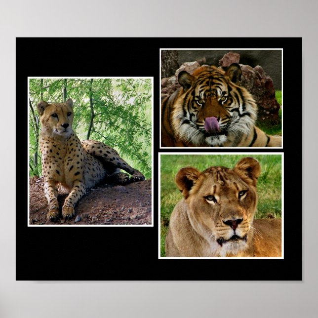 impressão de grandes felinos (Frente)