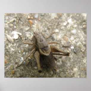 Impressão de Grilo Marrom no Campo