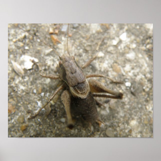 Impressão de Grilo Marrom no Campo (Frente)