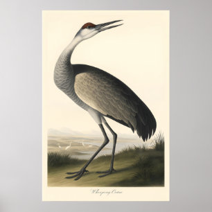 Impressão de Grou-Trombeteiro Estilo Audubon Vinta
