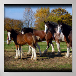 impressão de grupo do clydesdale