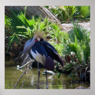 Impressão de guindaste coroado africano