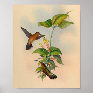 Impressão de Hermit Hummingbird 1861