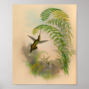 Impressão de Hermit Hummingbird 1861