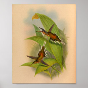 Impressão de Hermit Hummingbird 1861