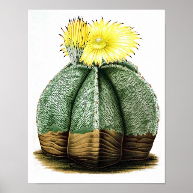 Impressão de História Natural da Vintagem de Cactu (Frente)
