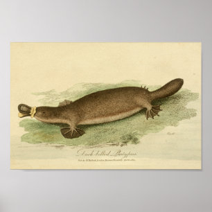 Impressão de História Natural de Platypus Bilhado 