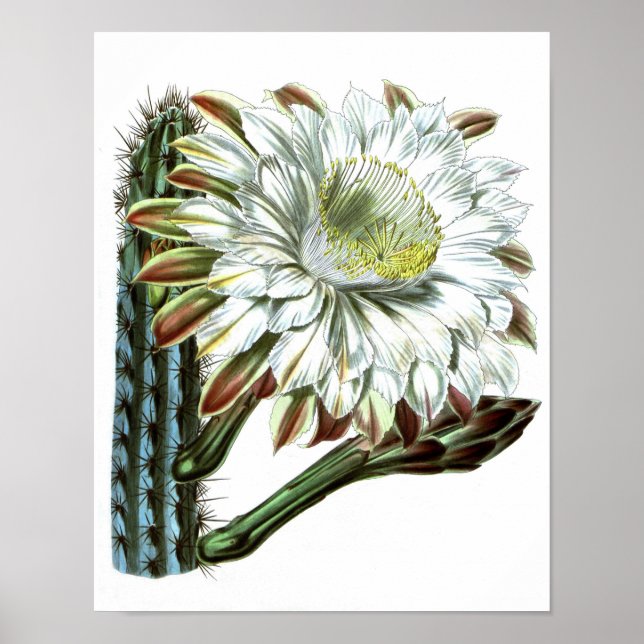 Impressão de História Natural de Vintage do Cactus (Frente)