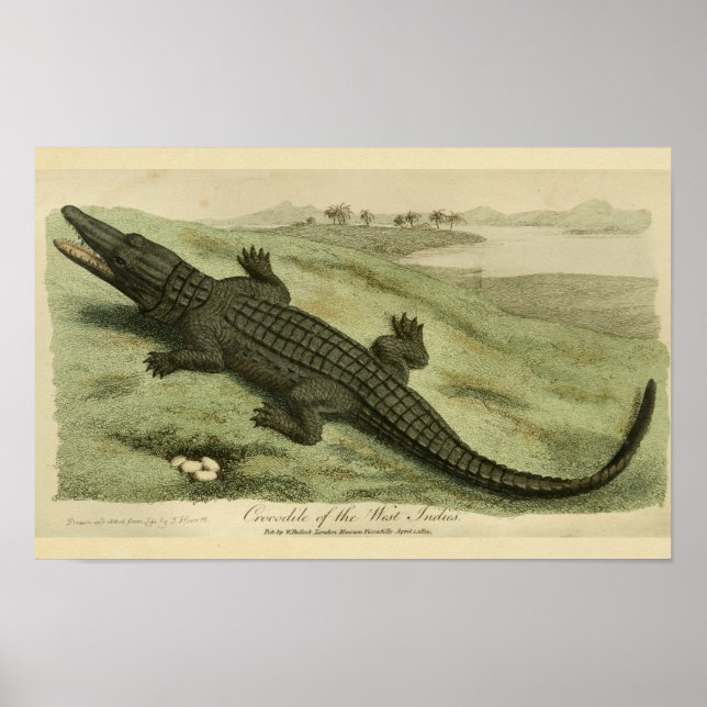 Impressão de História Natural do Crocodilo das Índ (Frente)