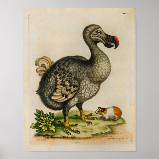 impressão de Ilustração 1760 Dodo Bird (Frente)